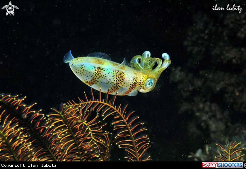 A squid