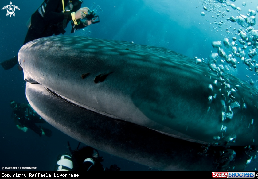 A Whale shark