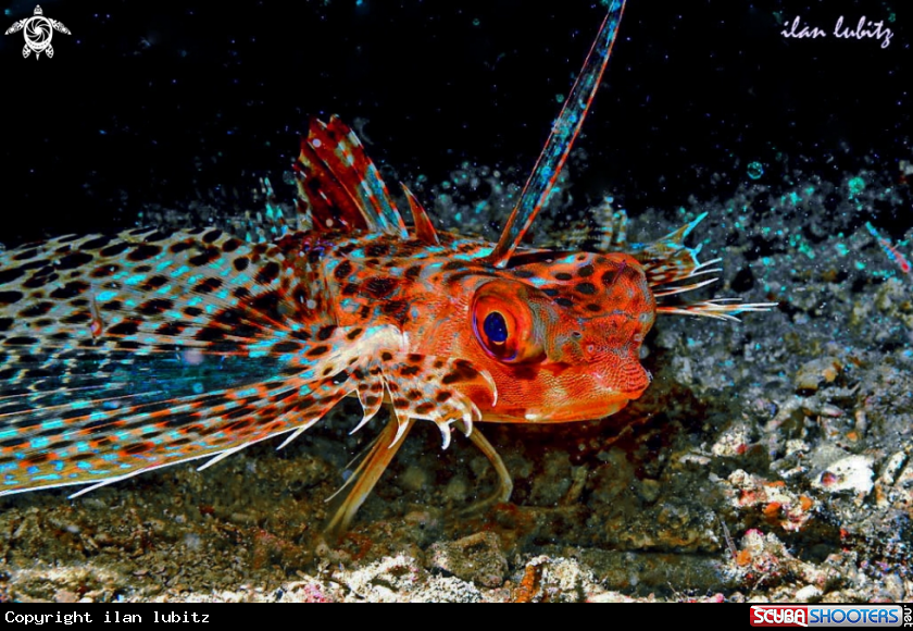 A sea robin
