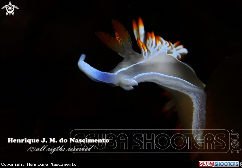 A Nudi