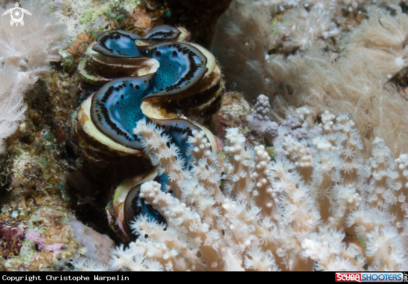 A Giant clam