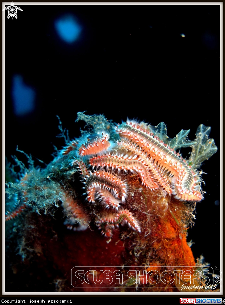 A fireworm