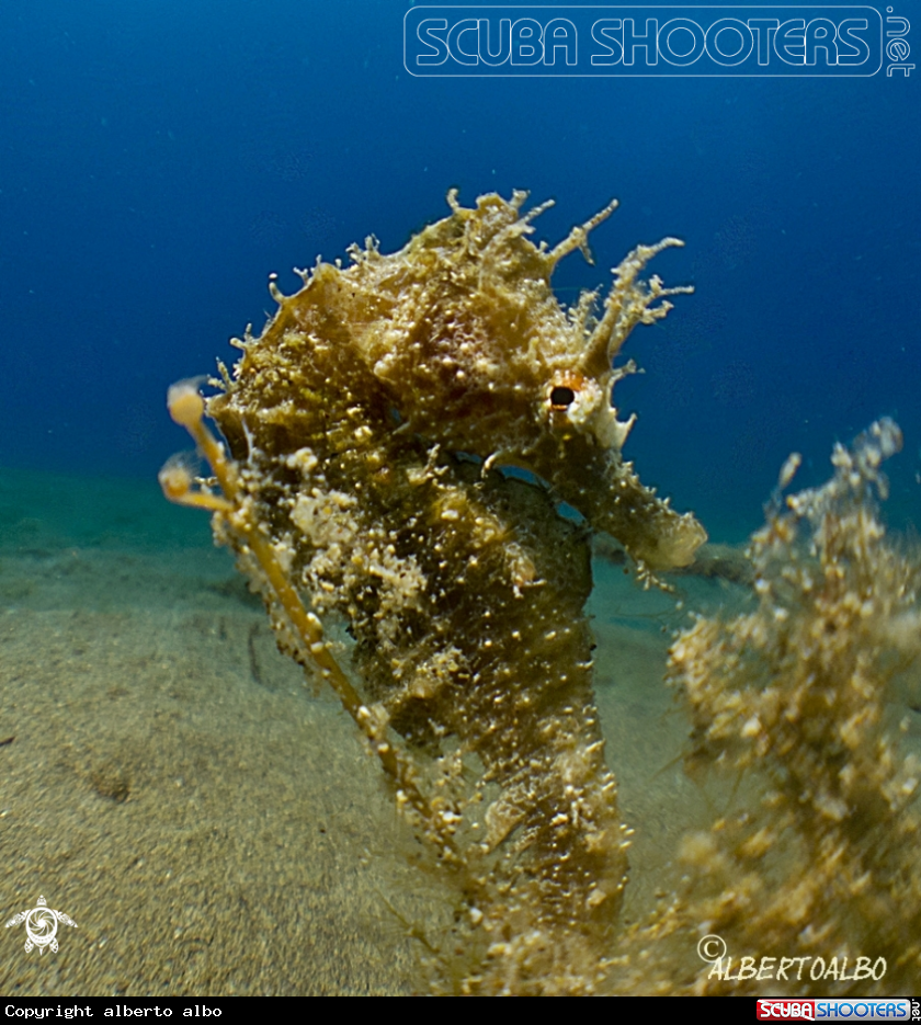 A CABALLITO DE MAR