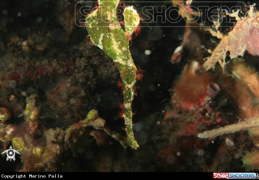 A Halimeda Ghost Pipefish