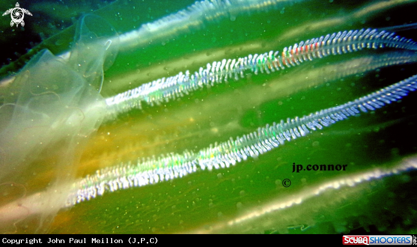 A Ctenophora