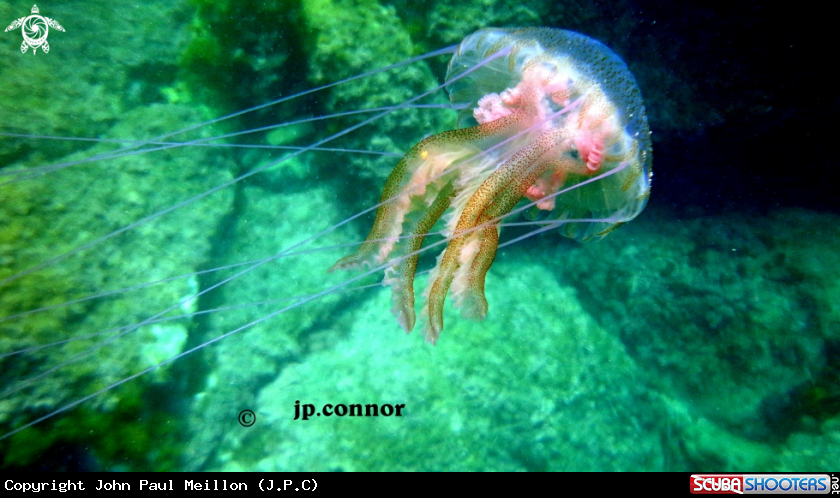 A Méduse Pélagique