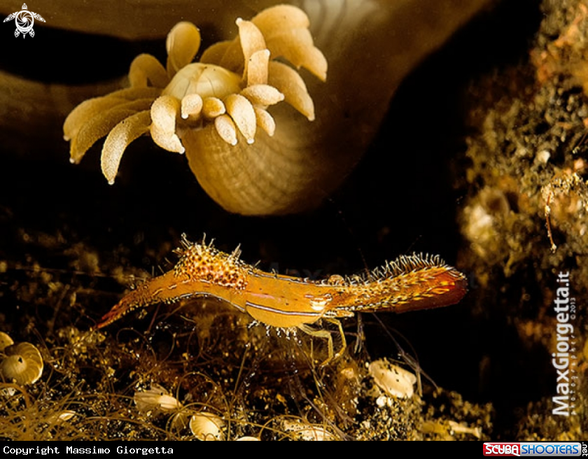 A Donald duck Shrimp