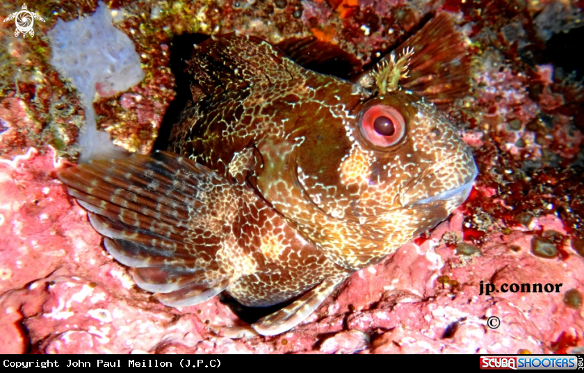 A Blennie gattorugine