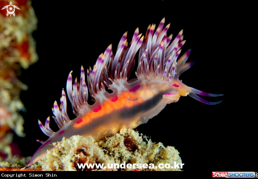 A nudibranch