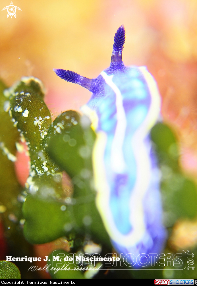 A Nidibranch