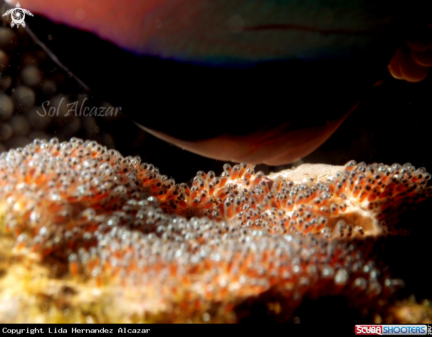 A anemonefish