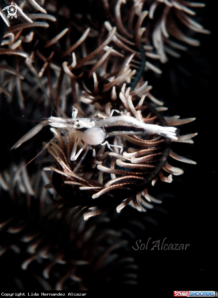 A crinoid shrimp with parasite