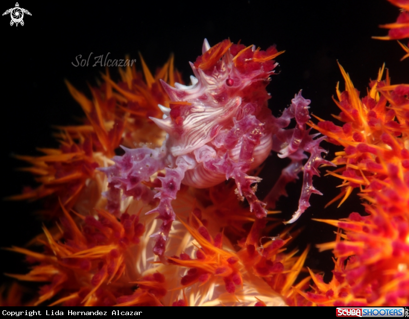 A candy crab