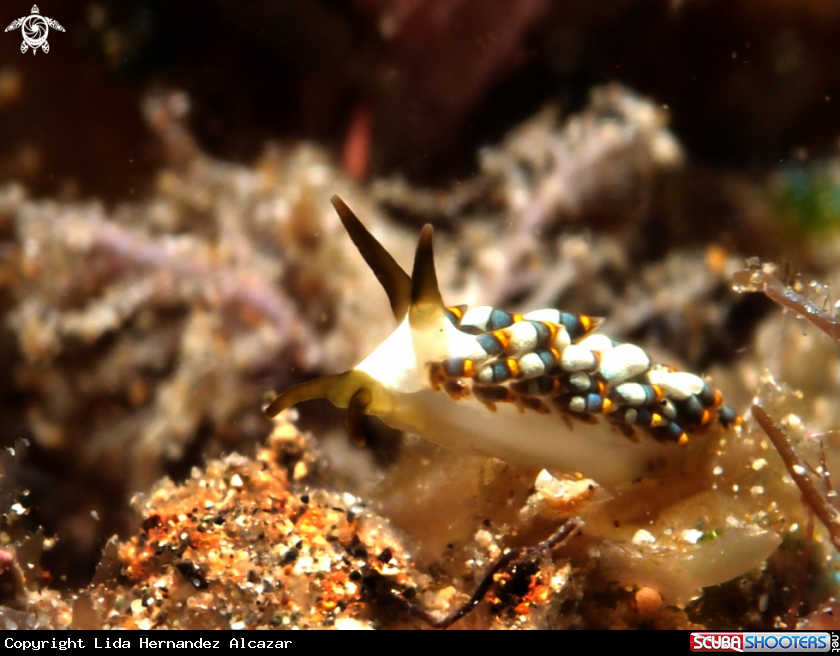 A Trinchesia yamasui 