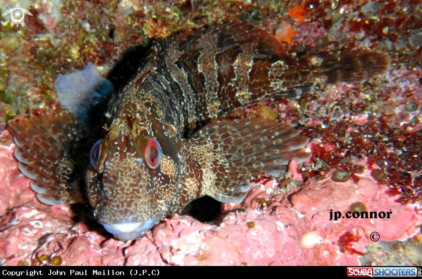 A Blennie gattorugine