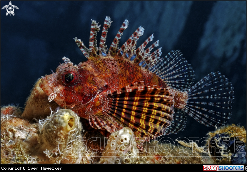 A Dwarf Fuzzy Lionfish or Shortfin Lionfish 