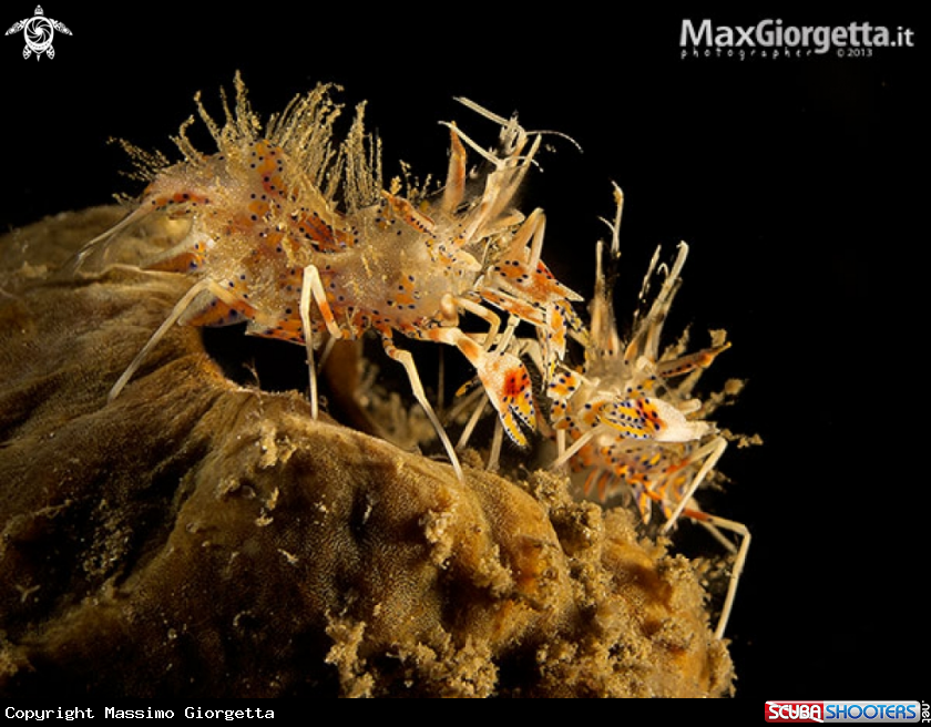 A tiger shrimp