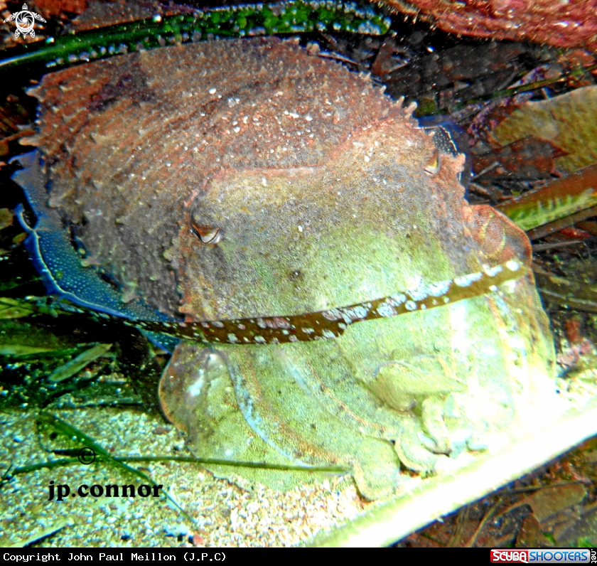 A Cuttlefish