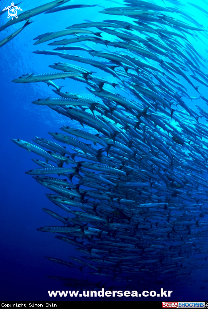 A barracuda