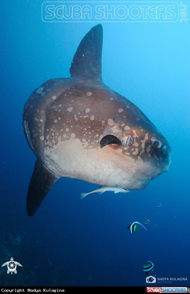 A Mola mola
