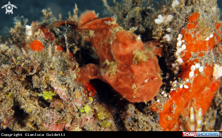 A underwater creature