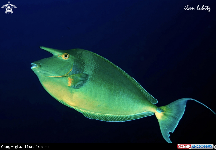 A Spotted unicornfish