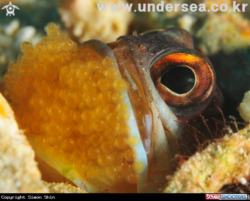 A jawfish