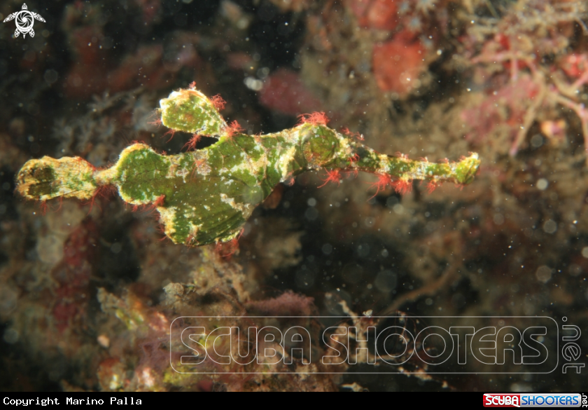 A Halimeda Ghost Pipefish