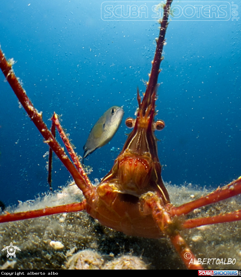 A cangrejo araña