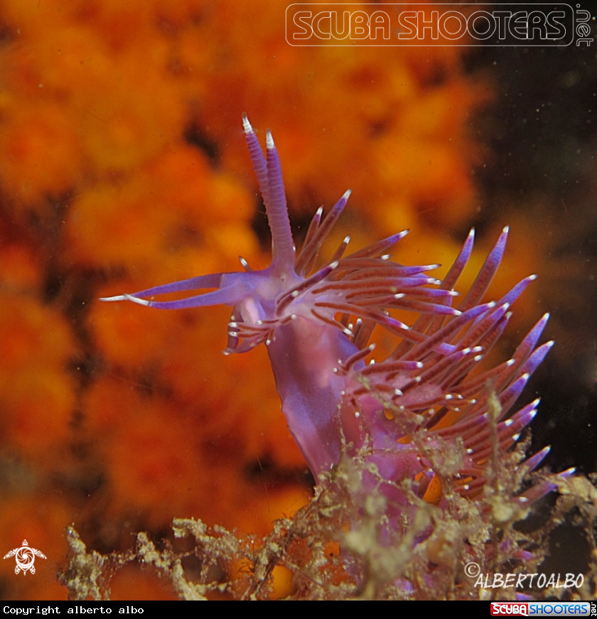 A flabelina