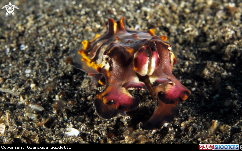 A underwater creature