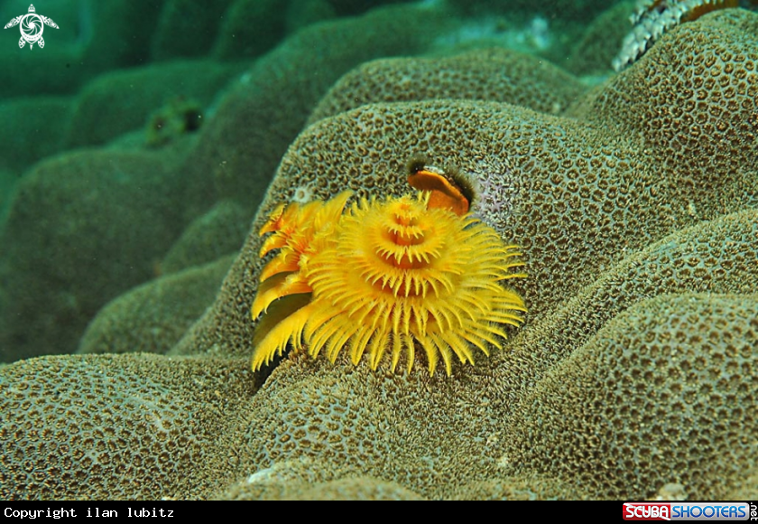 A christmas tree worm