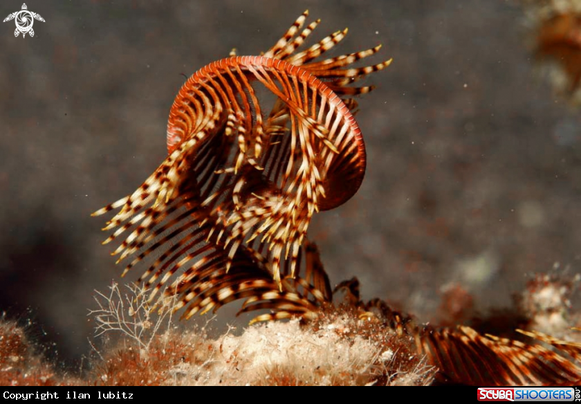 A feather star