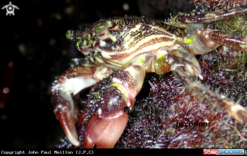 A Crabe