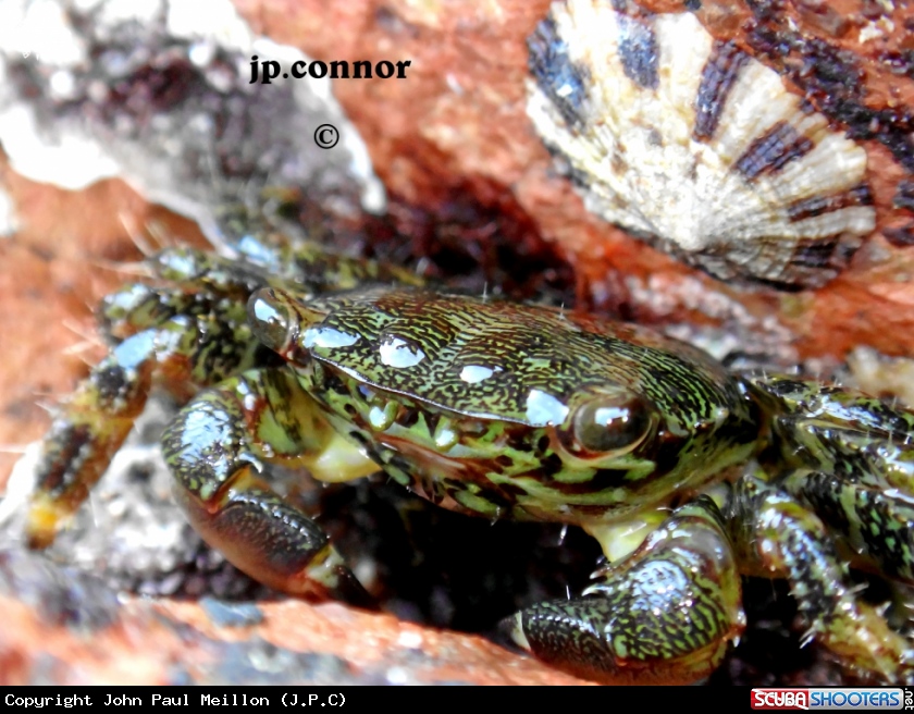 A Crabe