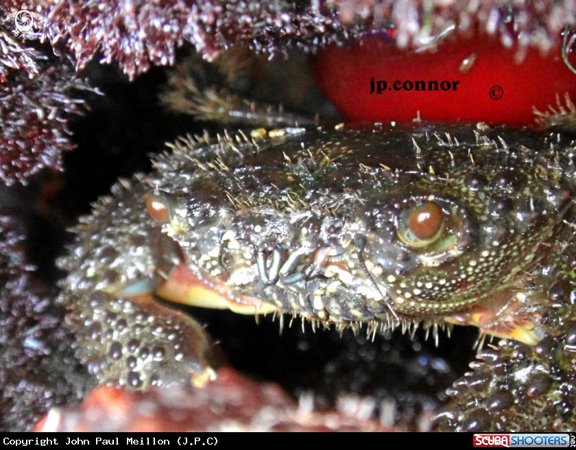 A Crabe