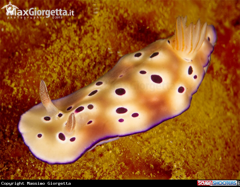 A nudibranch