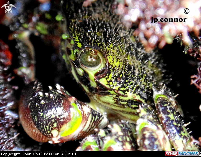 A Crabe