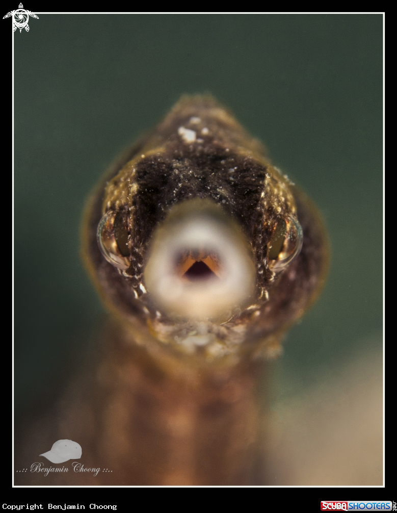 A Common Pipe Fish