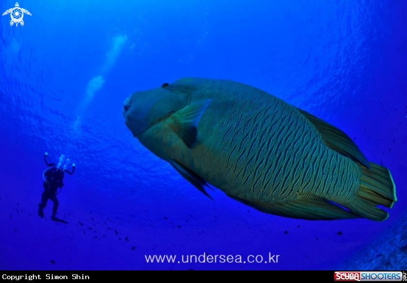 A Green humphead parrotfish