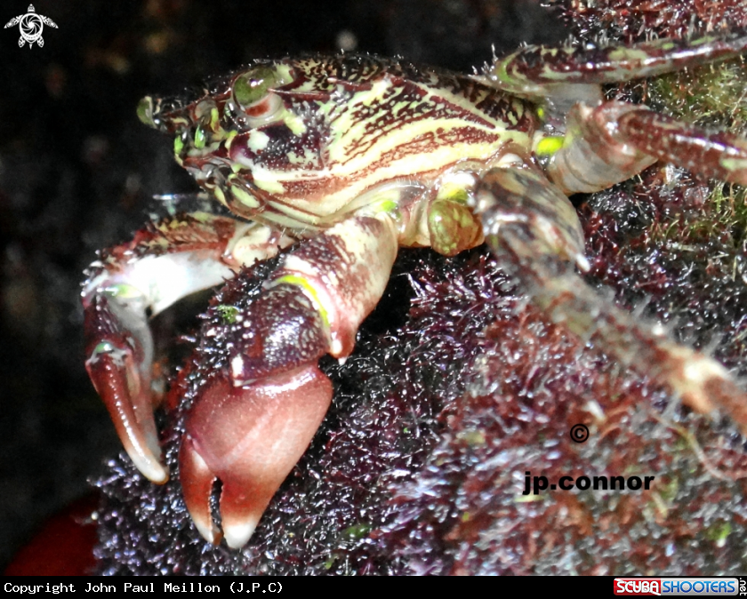 A Crabe