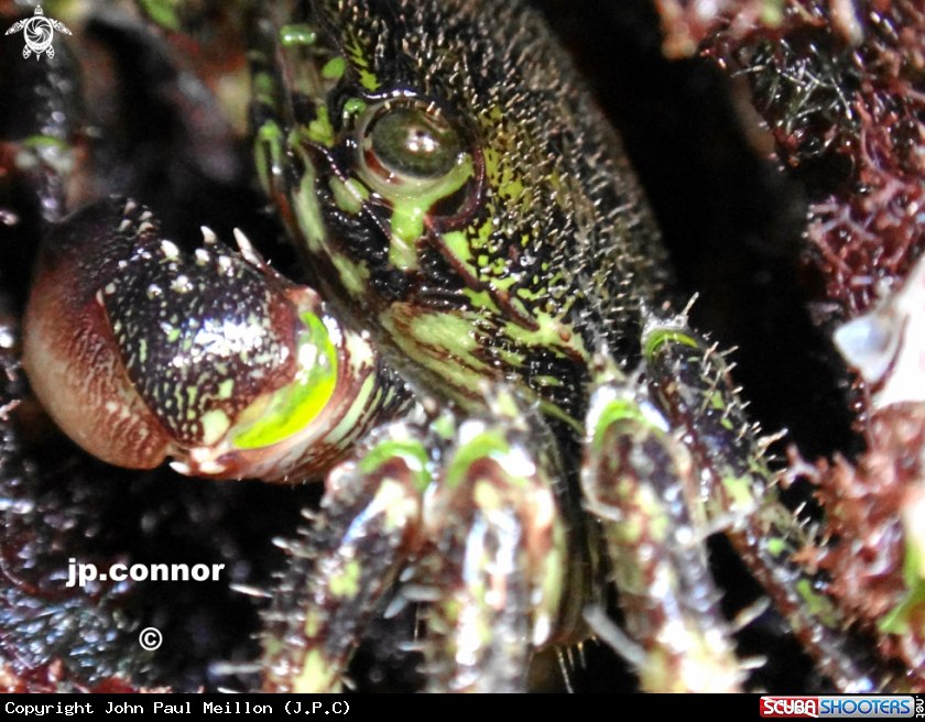 A Crabe