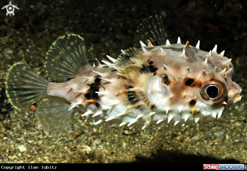A puffer fish