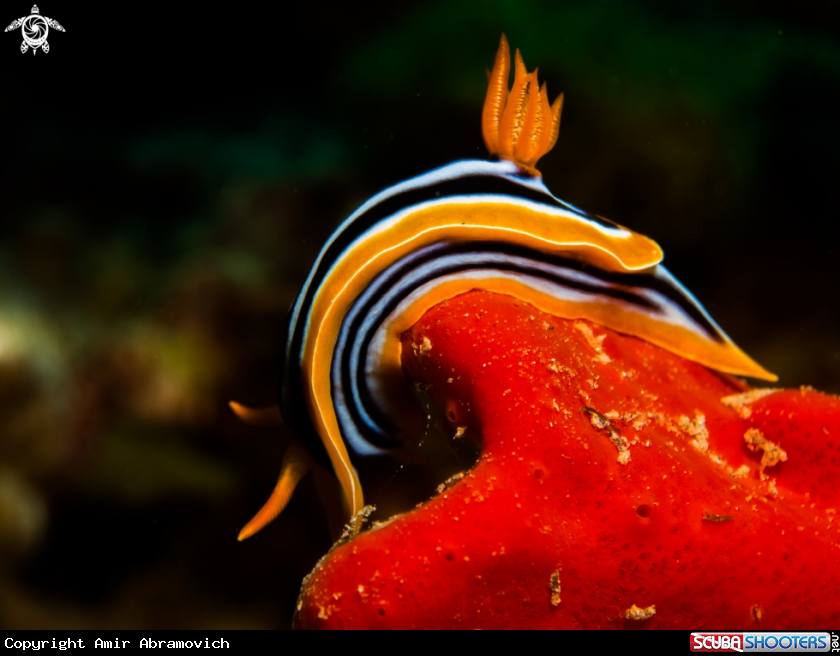 A Chromodoris quadricolor