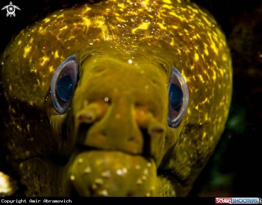 A Eel 