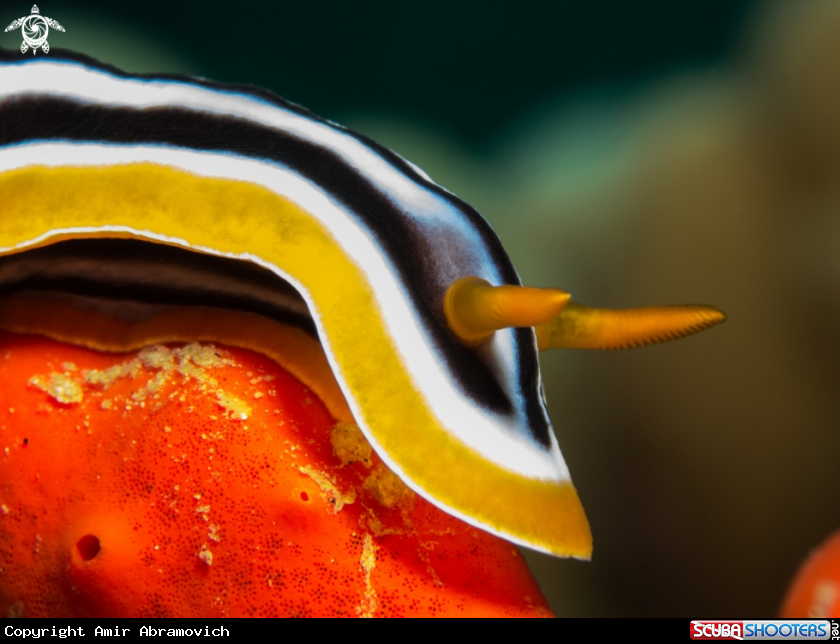 A Chromodoris quadricolor