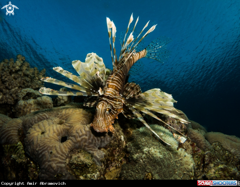 A Lionfish