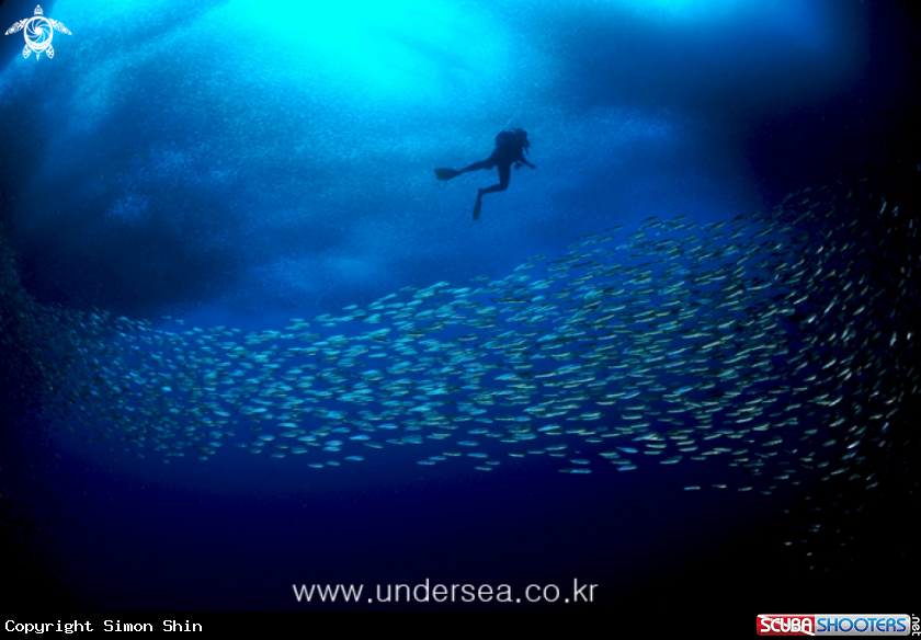 A sardines