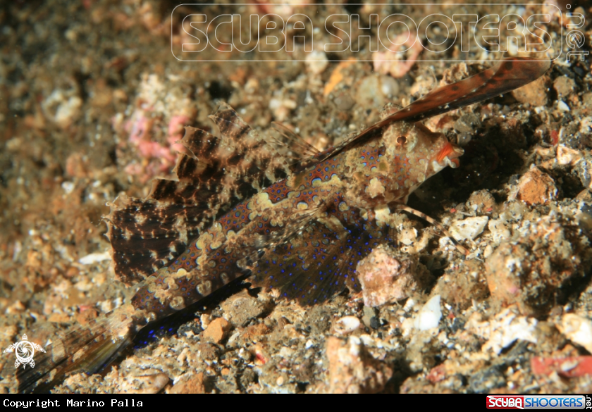 A Fingered Dragonet