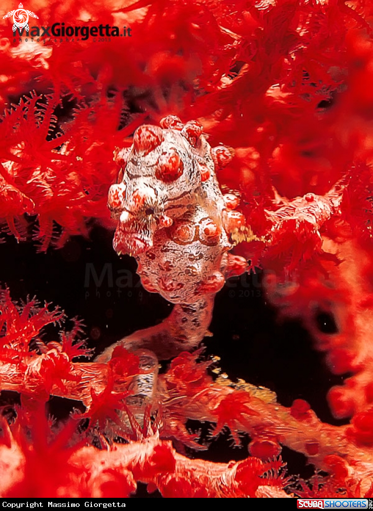 A Bargibanti pigmy sea horse